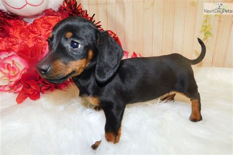 miniature dachshunds for sale in illinois|mini dachshunds for sale illinois.